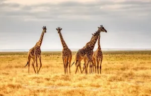 Kenia – Safari i wiele więcej, czyli dlaczego warto jechać do Kenii? 3 powody
